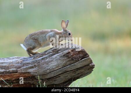 The European rabbit or coney is a species of rabbit native to southwestern Europe and to northwest Africa. Stock Photo
