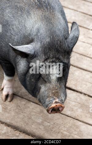 Portrait of Funny spotted black vietnamese pig. Pot-bellied young female pig on wooden floor. Farm animals. Stock Photo