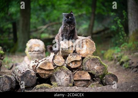 fluffy black longhair cat sitting on top of a pile of tree trunks in the forest Stock Photo