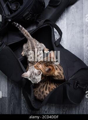 top view of two bengal kittens relaxing in black camera bag grooming each other Stock Photo