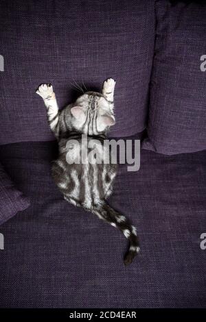 playful silver tabby british shorthait cat scratching purple couch looking up Stock Photo