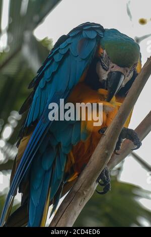 Ara ararauna on the branch. Blue and yellow macaw sitting on a tree. Macaw parrot Stock Photo