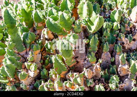 Euphorbia resinifera (Moroccan Mound or Resin spurge) succulent plant. Stock Photo