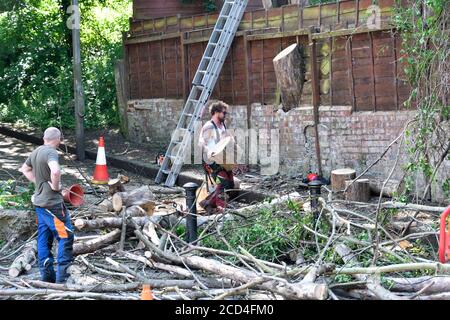 Tree surgeons cutting down dead trees.