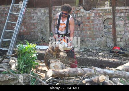 Tree surgeons cutting down dead trees.