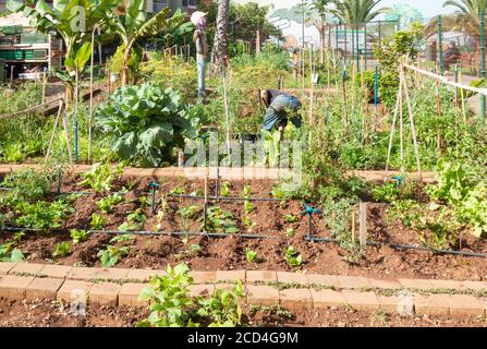 Man working on urban allotment in Las Palmas on Gran Canaria, Canary Islands, Spain. Stock Photo