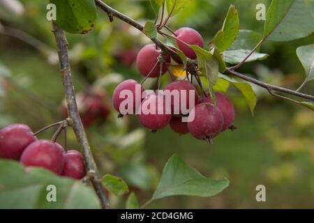 Crab Apples Ripening on a Tree (Malus sylvestris) in a Fruit Orchard in a Country Cottage Garden in Rural Devon, England, UK Stock Photo