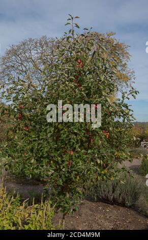 Crab Apple 'Jelly King' (Malus 'Mattfru') Growing in a Fruit Garden in Rural Surrey, England, UK Stock Photo