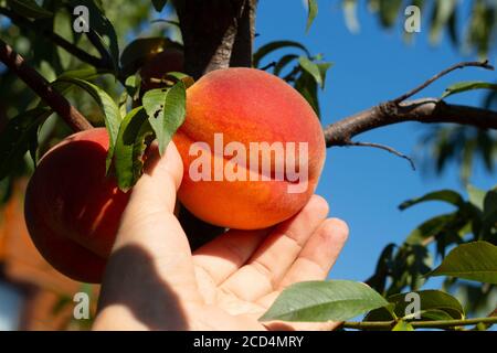 Harvesting peaches. Female hand touching fresh ripe peach on branch of peach tree in orchard. Stock Photo