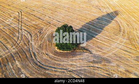 Green tree on a yellow field. High quality photo Stock Photo