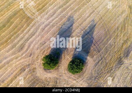 Two green trees against the yellow field. High quality photo Stock Photo