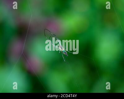 Multi colored spider on spider web, selective focus Stock Photo