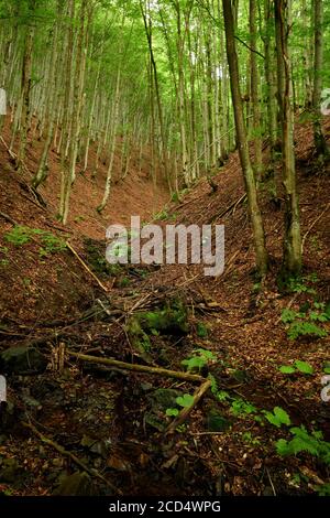 Forest ravine in Polonynian Beskids. Forest ravine overgrown with beeches and covered with fallen leaves. Polonynian Beskids, Ukrainian Carpathians. Stock Photo