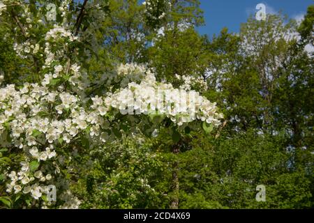 Spring Flowering White Blossom on a Crab Apple Tree (Malus 'Indian Magic') Growing in a Woodland Garden in Rural Devon, England, UK Stock Photo