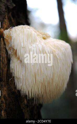 Mushrooms are a form of fungi found in natural settings around the world.  This one is found in a forested area of Tennessee. Stock Photo