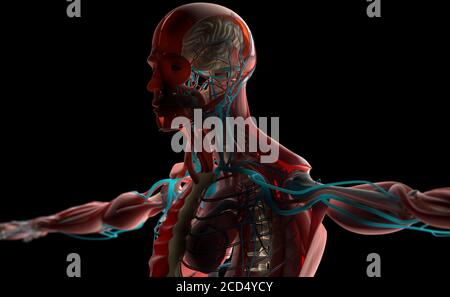 Human anatomy concept art, 3d illustration Stock Photo - Alamy