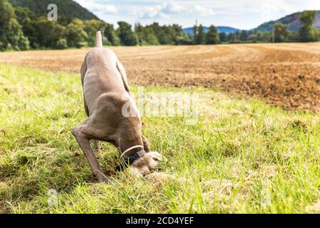 Weimaraner dig a hole in the ground. A hunting dog hunts a mouse in the grass. Dog hid his head in the ground. Stock Photo