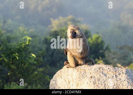 Baboon sitting on a rock in the sun Stock Photo