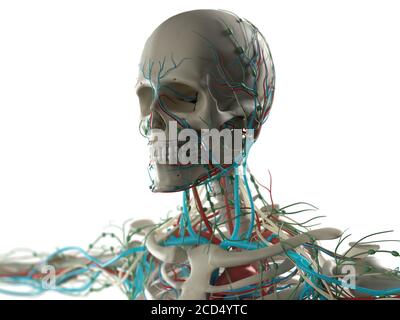 Anatomy illustration of human skull, head with skeleton and vascular system. Stock Photo