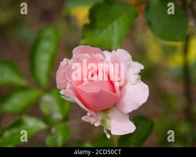 Pink Tea Roses. Rosa Hybrida. Pink Rose Petals. Romantic Roses. Rose Garden. Hoop Lane Crematorium & Public  Remembrance Gardens of Tranquility. Stock Photo