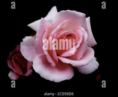 Rosa Hybrida, Roses, Pink Tea Rose. Tea Rose. Romantic. Bridal. Rose Buds.  Hoop Lane Public Remembrance Gardens of Tranquility. Golders Green, London. Stock Photo