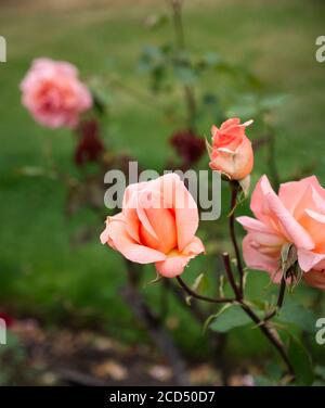 Rosa Hybrida, Peach Tea Rose. Tea Rose. Tea Rose Bushes. Rose Gardens. Rose Buds.  Hoop Lane Public Remembrance Gardens of Tranquility London. Stock Photo