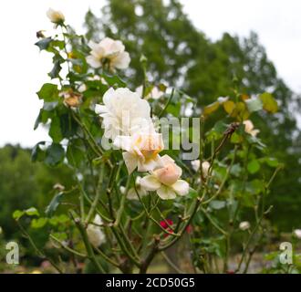 Rosa Hybrida, Roses, White and Peach Tea Roses. Bridal. Hoop Lane Crematorium & Remembrance Gardens of Tranquility and Respite. Golders Green, London. Stock Photo