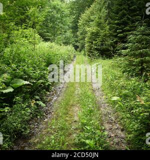 Forest road among lush greenery. Dirt road in the lush greenery of a summer forest. Route at the foot of Mt. Bilyi Kamin (1062), Polonynian Beskids Stock Photo