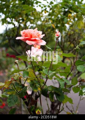 Rosa Hybrida, Roses, Pink Tea Rose. Tea Rose. Romantic. Bridal. Rose Buds.  Hoop Lane Public Remembrance Gardens of Tranquility. Golders Green, London. Stock Photo