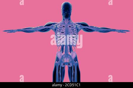 Human anatomy concept art, 3d illustration Stock Photo - Alamy
