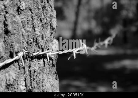 black and white image of barbed wire on the tree, focus on barb wire, the tree is bleeding because of the force of wire, focus on wire and tree, blure Stock Photo