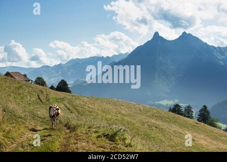 Swiss cow in Gruyere region, Switzerland Stock Photo