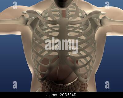 Anatomy of human rib-cage. 3D illustration Stock Photo - Alamy