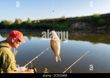 Crucian Fish Caught on Bait by the Lake, Hanging on a Hook on a
