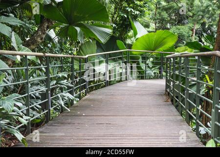 pedestrian pathway with metallic handrails in tropical forest thicket in Singapore Stock Photo