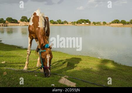 beautiful baby brown horse grazing in the field at the shore of a lake at sunset Stock Photo