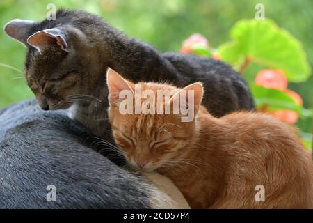 Two domestic cats to snuggle each other and show love