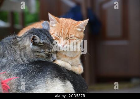 Two domestic cats to snuggle each other and show love