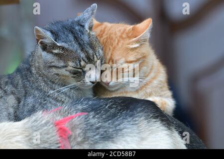 Two domestic cats to snuggle each other and show love