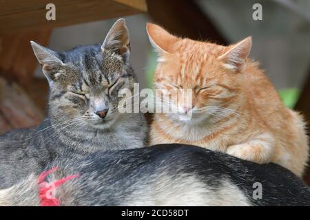 Two domestic cats to snuggle each other and show love