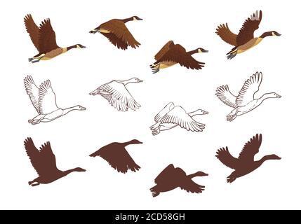 Goose flying process in different poses. Isolated illustration on white background. Three different versions: colorful illustration, hand drawn sketch Stock Vector