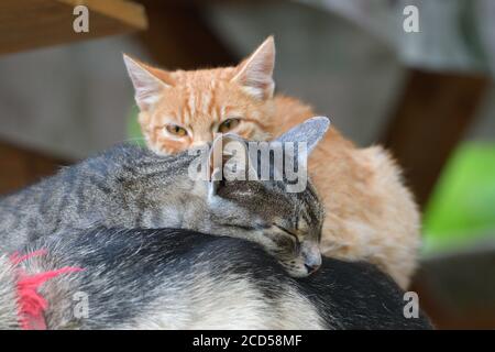 Two domestic cats to snuggle each other and show love
