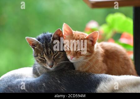 Two domestic cats to snuggle each other and show love