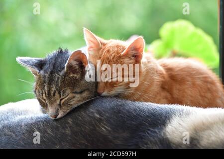 Two domestic cats to snuggle each other and show love