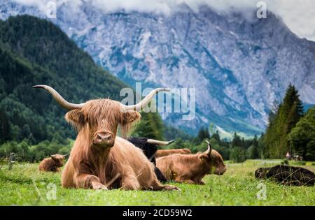 Scottish breed of rustic shaggy cattle is also famous as Highland cattle lying on the green grass on the wide meadow in the Logar Valley, Slovenia. Stock Photo