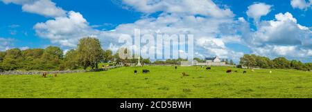 View of cows on pasture, County Clare, Ireland Stock Photo