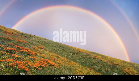 View of hill with wildflowers and rainbow, Gorman, California, USA Stock Photo