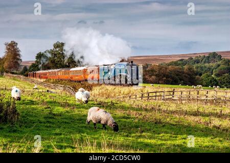 Nigel Gresley (A4 steam locomotive) NYMR Stock Photo