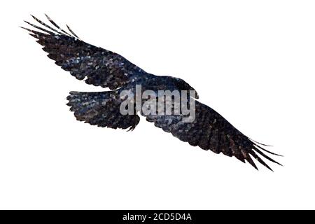 Polygonal bird image. Geometric low poly art. White background. Stock Photo