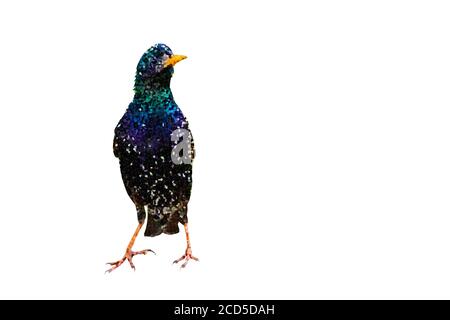 Polygonal bird image. Geometric low poly art. White background. Stock Photo